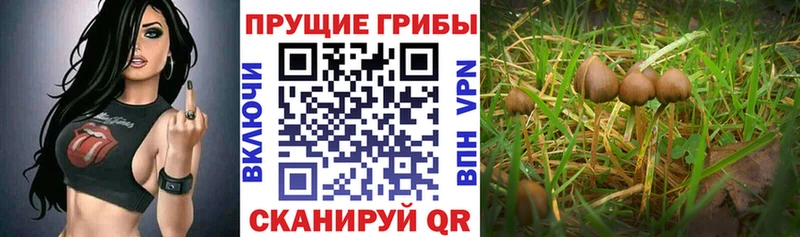Галлюциногенные грибы мицелий  kraken как зайти  Шали 